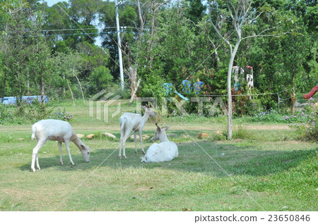 sheep sheep 23650846