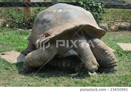 Turtle Turtle 23650991