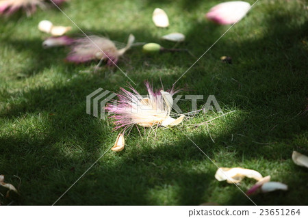 Wan borders 251 23651264