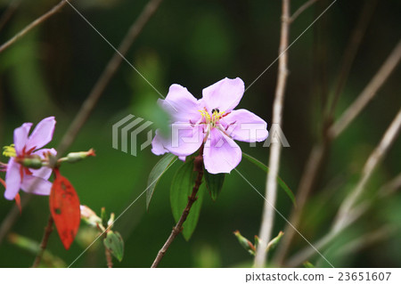 Jiadegu native plant life education park 23651607