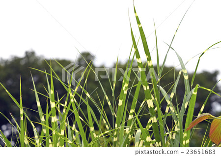 Takanoha Susuki (thin hawk's wing) 23651683