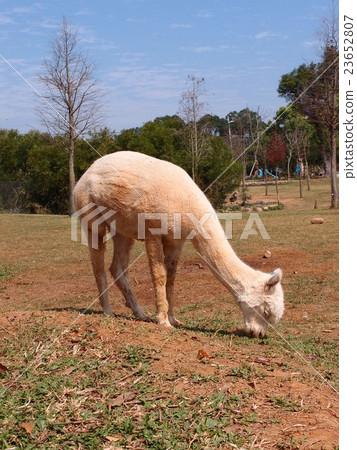 alpaca 23652807