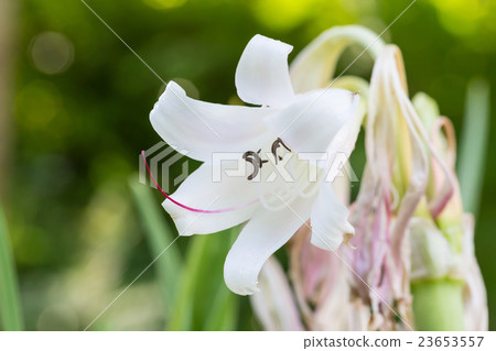 Spider Lily, Swamp Lily or Poison Bulb flower Spider Lily, Swamp Lily or Poison Bulb flower 23653557
