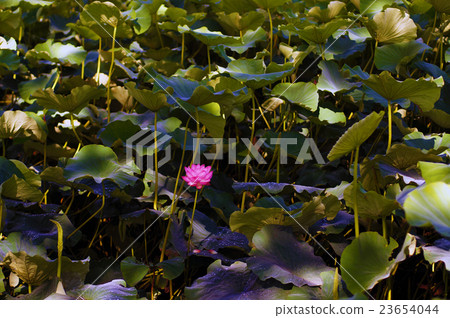 蓮花 23654044