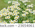Feverfew 23654061