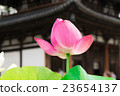 Lotus flower Lotus flower 23654137