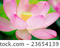 Lotus flower Lotus flower 23654139
