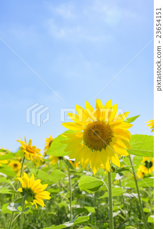 Sunflower and blue sky (Hokkaido) 23654151