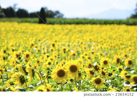 Vast sunflower field (Hokkaido) 23654152