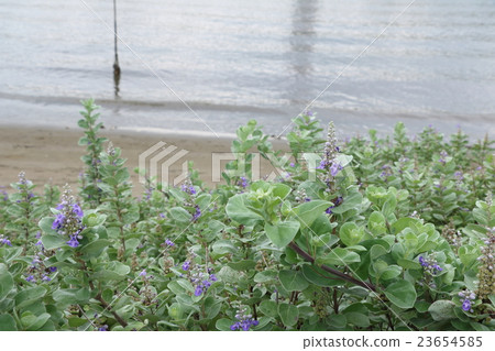 Flower of flowers 23654585