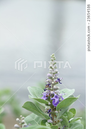 Flower of flowers 23654586