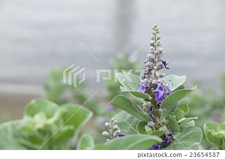 Flower of flowers 23654587