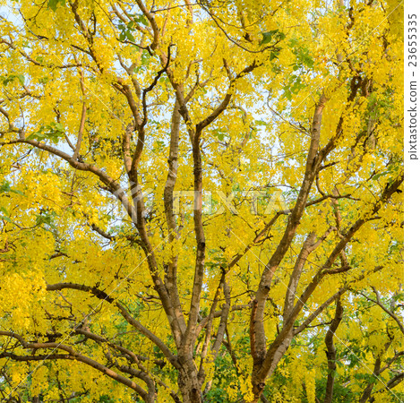 Cassia fistula or golden shower tree 23655335