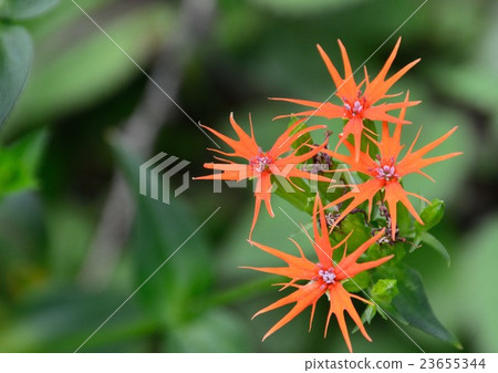 The flowers of Enishi no yu (Tsubameo Sen Oen) impressive in shape and color 23655344
