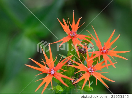 The flowers of Enishi no yu (Tsubameo Sen Oen) impressive in shape and color 23655345