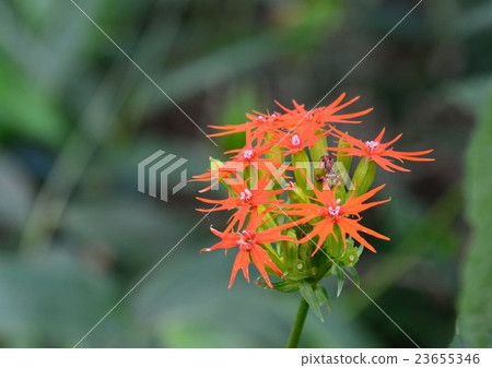 The flowers of Enishi no yu (Tsubameo Sen Oen) impressive in shape and color The flowers of Enishi no yu (Tsubameo Sen Oen) impressive in shape and color 23655346
