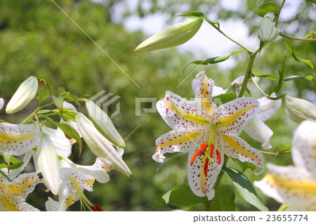 Wild lily Wild lily 23655774