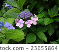  繡球花 23655864