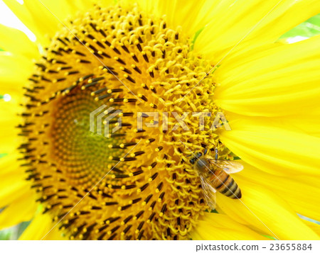 Sunflowers and honeybee 23655884