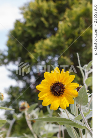 Shirotae向日葵 23655910