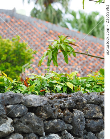 Pipatsu Pipatsu 23655963