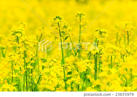 Rape blossoms (1) Rape blossoms (1) 23655979