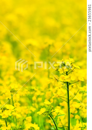 Rape blossoms (3) 23655981
