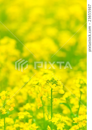 Rape blossoms (9) 23655987