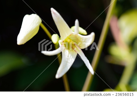 Mube花 23656015