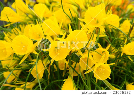 襯裙水仙花 襯裙水仙花 23656182