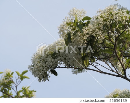 What a monkey tree flower What a monkey tree flower 23656189