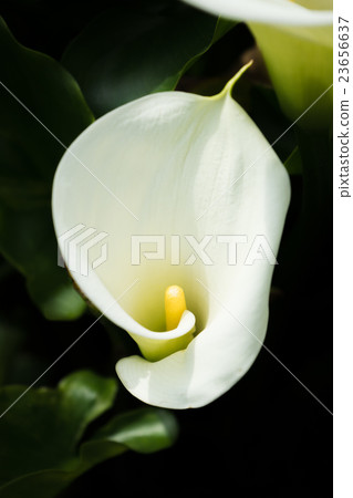 Calla Lily Calla Lily 23656637