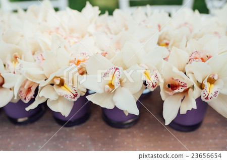 Beautiful spring flowers in purple glass vases Beautiful spring flowers in purple glass vases 23656654