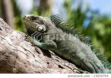 Green Iguana lizard. Green Iguana lizard. 23656704