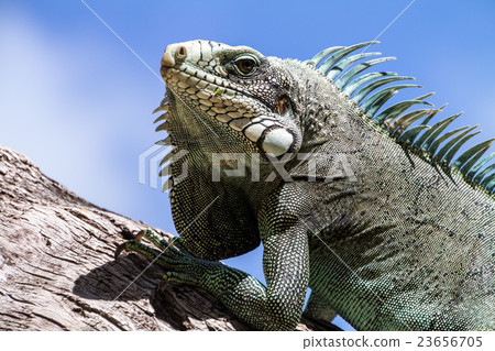 Green Iguana lizard. Green Iguana lizard. 23656705