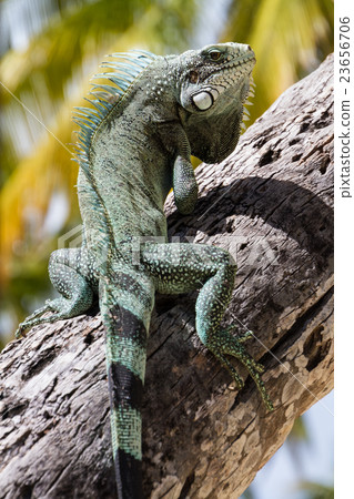 Green Iguana lizard. Green Iguana lizard. 23656706