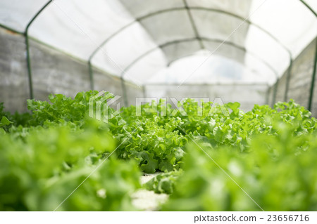 Hydroponic lettuce Hydroponic lettuce 23656716