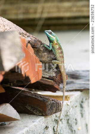 Blue lizard Blue lizard 23656752