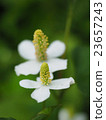 北達見花 23657243