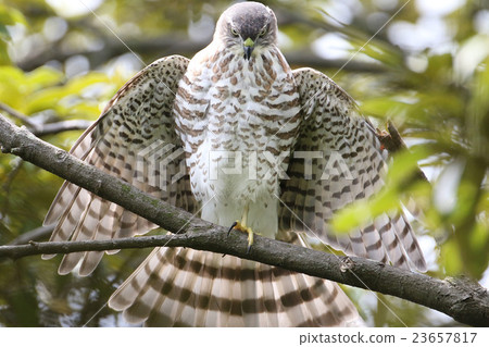 Tsumi's chick 23657817