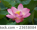 Ancient lotus 23658084