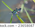 Butterfly dragonfly 23658087