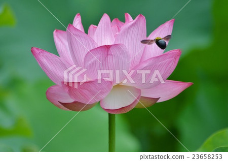 Oga lotus and bear Oga lotus and bear 23658253