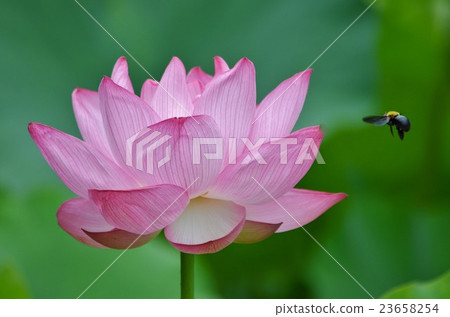 熊蜜蜂和Oga蓮花 23658254