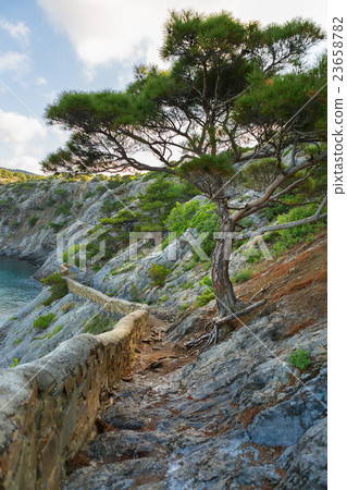 Crimean pine at Trail Golitsyn on the side of Koba Crimean pine at Trail Golitsyn on the side of Koba 23658782