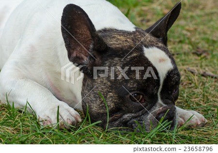 Dog, French bulldog Dog, French bulldog 23658796