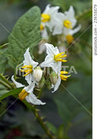 Walnut bee (evil eggplant) Walnut bee (evil eggplant) 23658879