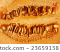 Background cantaloupe cross-sectional close-up. 23659138