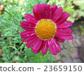 Beautiful pink flower with drops. 23659150