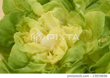 Lettuce Lettuce 23659696